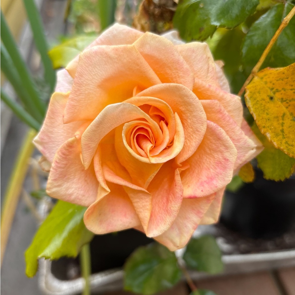 Elegant Peach Rose Accent